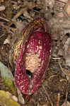 Skunk cabbage